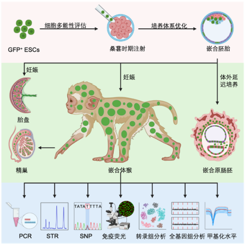 國際首次！中國科學(xué)家成功構(gòu)建胚胎干細(xì)胞嵌合體猴(圖3)